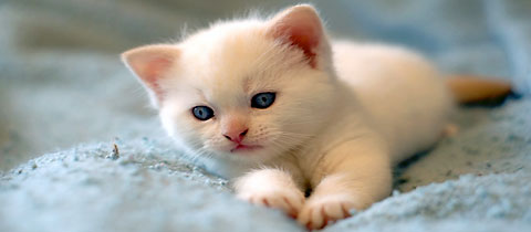 kitty kitty