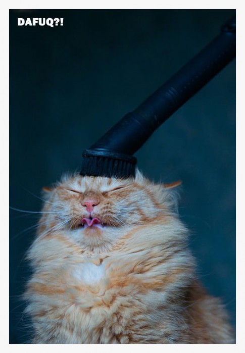 CatLobotomy CatLobotomy