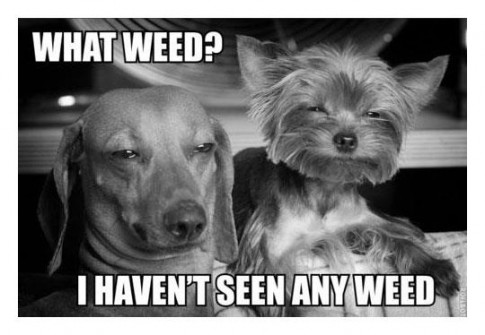 DopeDogs DopeDogs