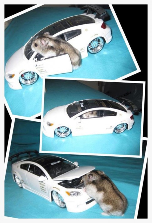 SweetRideHammy SweetRideHammy