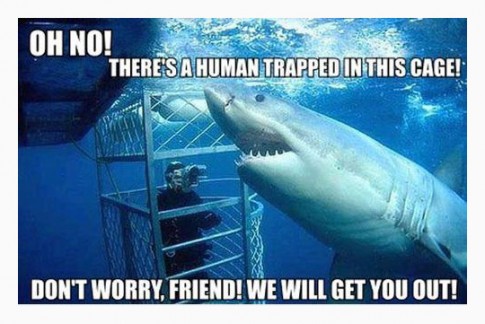 MisunderstoodShark