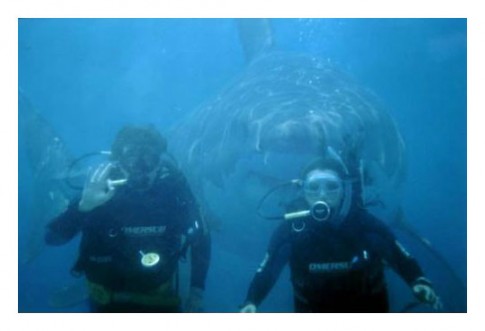 SharkSnackIn321 SharkSnackIn321