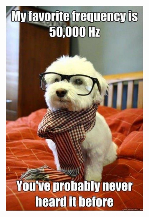 HipsterDog HipsterDog