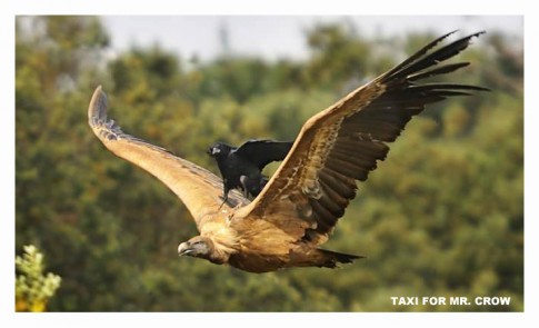 TaxiForMrCrow TaxiForMrCrow