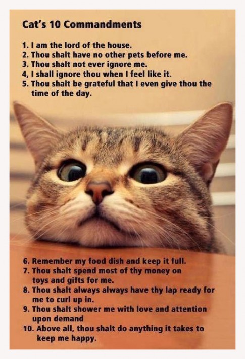 The10Catmandments