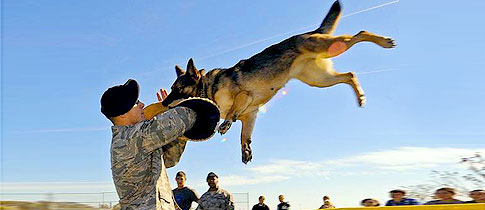 special-forces-dogs-of-war