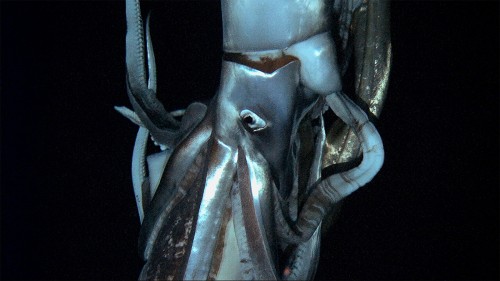 Giant_Squid_Film