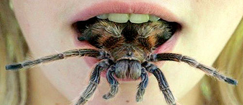 funny-nope-moment-spider-mouth