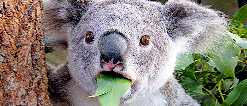 Is The Koala The Most Stupid Animal In The World Punchbaby