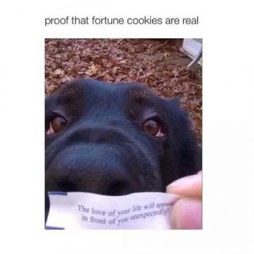 Proof that fortune cookes are real